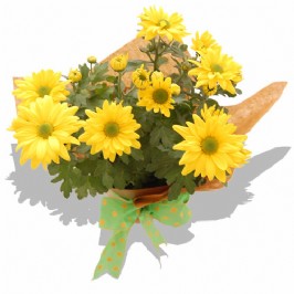 Whoopsie Daisies (2)