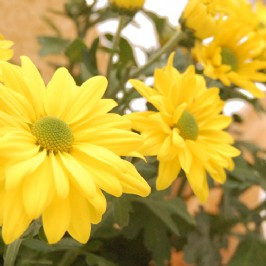 Whoopsie Daisies (3)