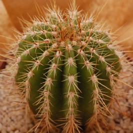 Spike (2)