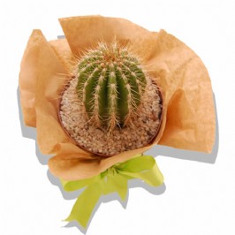 Spike (3)