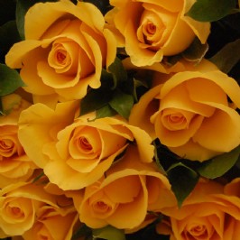 Yellow Roses (3)