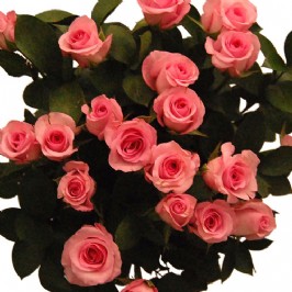 Soft Pleasures (2) Soft Pleasures (2)