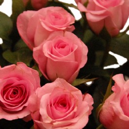 Soft Pleasures (3) Soft Pleasures (3)