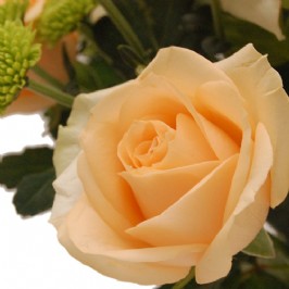 Elegance in a Vase (2) Elegance in a Vase (2)
