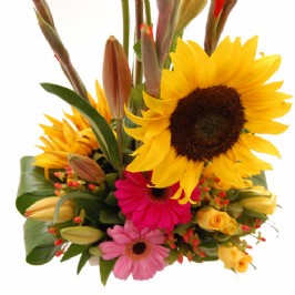 Bright and Cheerful (2) Bright and Cheerful (2)