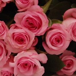 Pink Roses (3) Pink Roses (3)