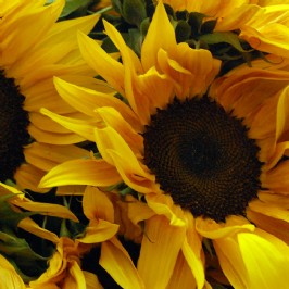 Sunshine Yellow (3)