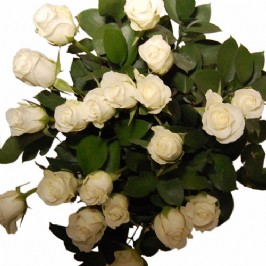 Simple Beauty (2)