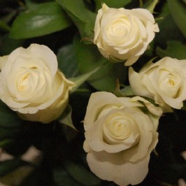 Simple Beauty (3)