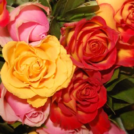 Mixed Roses (3)