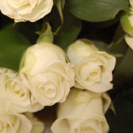 White Roses (3) White Roses (3)