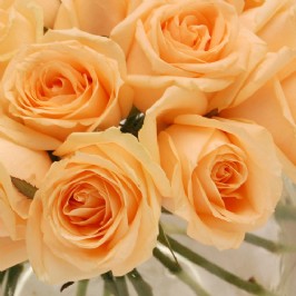 Just Peachy (3)