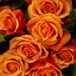 Orange Roses (3)
