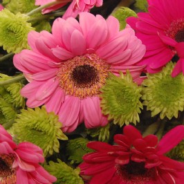Pink Blush (3)