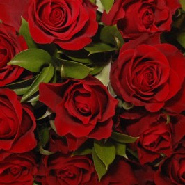 Red Roses (3)