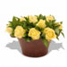 Fresh Flowers - Lemon Sorbet