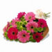 Fresh Flowers - Pink Blush