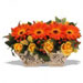 Fresh Flowers - Bright Celebrations