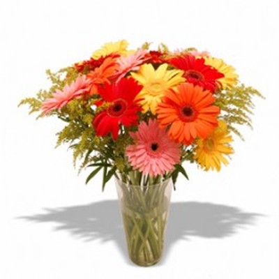 Mixed Gerberas in a Vase