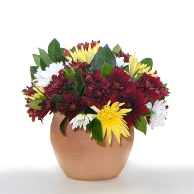 Mixed Mums in a Pot