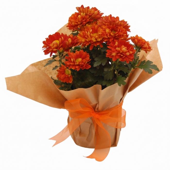 Darling Mums