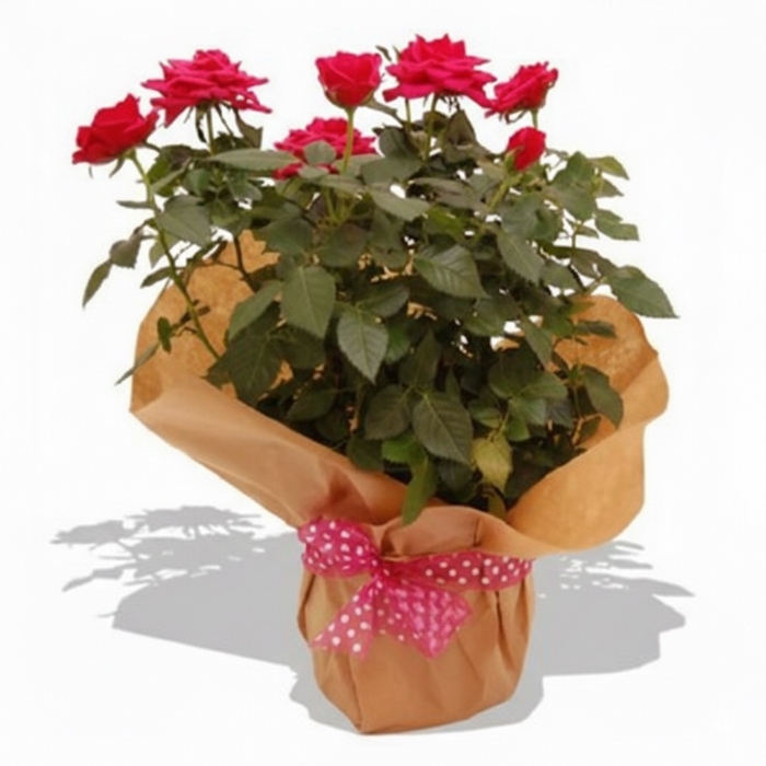 Garden Rose