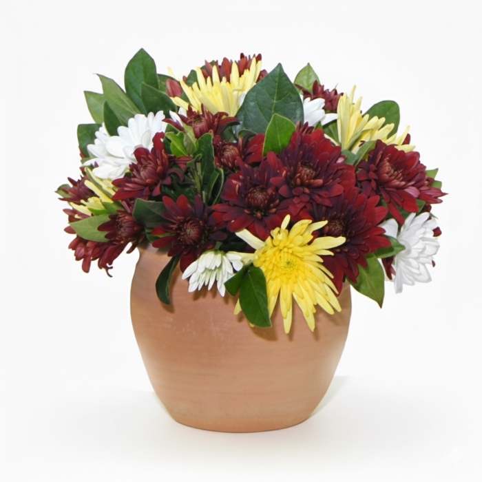 Mixed Mums in a Pot