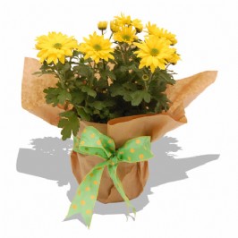 Whoopsie Daisies (1)