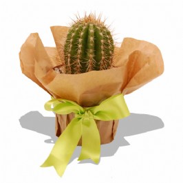 Spike (1)