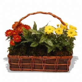 Gardeners Favourite (1)