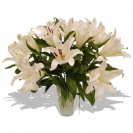 Casablancas in a Vase (1)