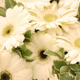 Purity (3)