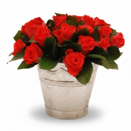 Orange Roses in a Silver Metal Bucket | Flowers | South Africa